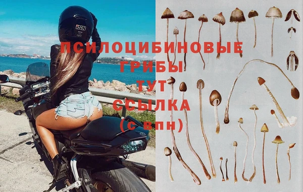 прущие грибы Козельск